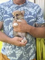 Irving , a male Pembroke Welsh Corgi for sale in Miami, FL – 3 of 3