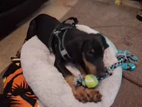 Raisen, a male Doberman Pinscher for sale in Defuniak Springs, FL – 2 of 4