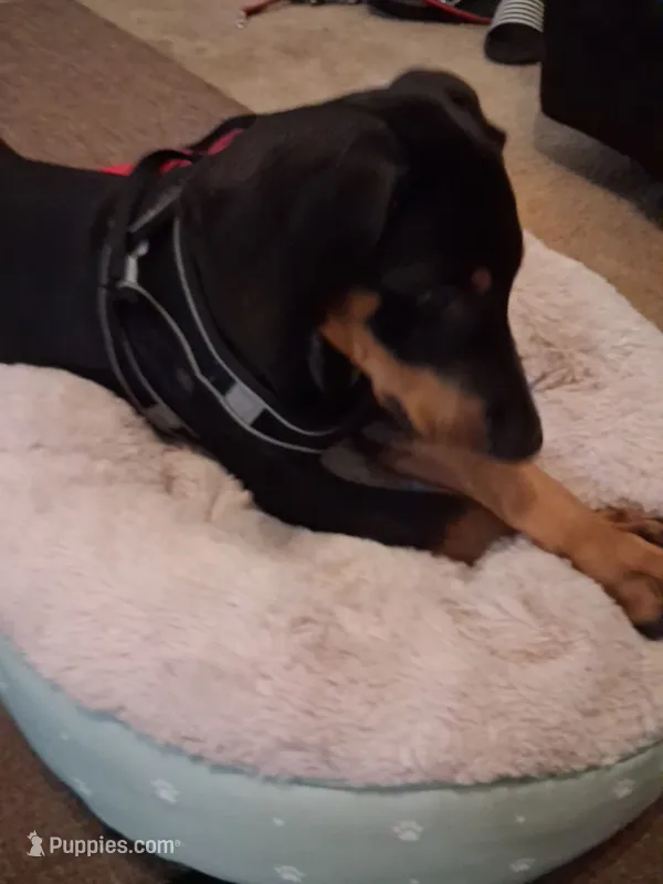 Raisen – Doberman Pinscher puppy for sale in Defuniak Springs, FL