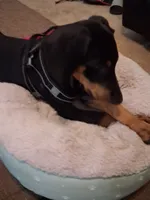 Raisen, a male Doberman Pinscher for sale in Defuniak Springs, FL – 1 of 4