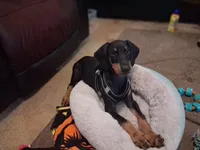 Raisen, a male Doberman Pinscher for sale in Defuniak Springs, FL – 3 of 4