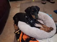 Raisen, a male Doberman Pinscher for sale in Defuniak Springs, FL – 4 of 4