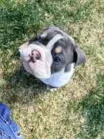 Gus, a male English Bulldog for sale in Sheridan, WY – Photo 6 of 7