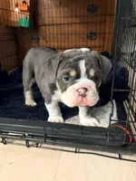 Gus, a male English Bulldog for sale in Sheridan, WY – Photo 5 of 7