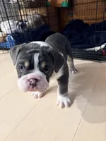 Gus, a male English Bulldog for sale in Sheridan, WY – Photo 4 of 7