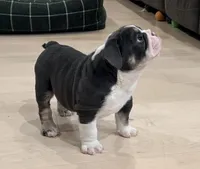 Gus, a male English Bulldog for sale in Sheridan, WY – Photo 1 of 7