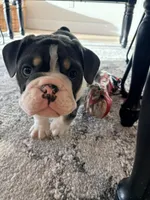 Gus, a male English Bulldog for sale in Sheridan, WY – Photo 7 of 7