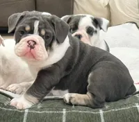 Gus, a male English Bulldog for sale in Sheridan, WY – Photo 3 of 7