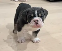 Gus, a male English Bulldog for sale in Sheridan, WY – Photo 2 of 7