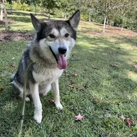 Darla, a female Tamaskan for sale in Faith, NC – Photo 8 of 8