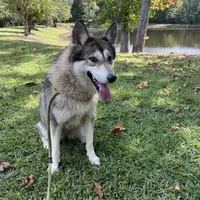 Darla, a female Tamaskan for sale in Faith, NC – Photo 5 of 8