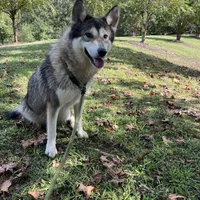 Darla, a female Tamaskan for sale in Faith, NC – Photo 7 of 8