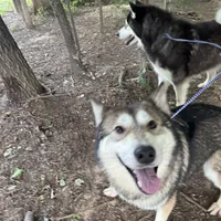 Darla, a female Tamaskan for sale in Faith, NC – Photo 3 of 8