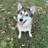 Darla, a female Tamaskan for sale in Faith, NC – Photo 1 of 8