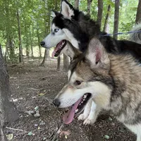 Darla, a female Tamaskan for sale in Faith, NC – Photo 2 of 8