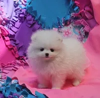 Mia  / AKC teacup girl , a female Pomeranian for sale in Vancouver, WA – 8 of 9