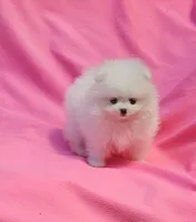 Mia  / AKC teacup girl , a female Pomeranian for sale in Vancouver, WA – 7 of 9