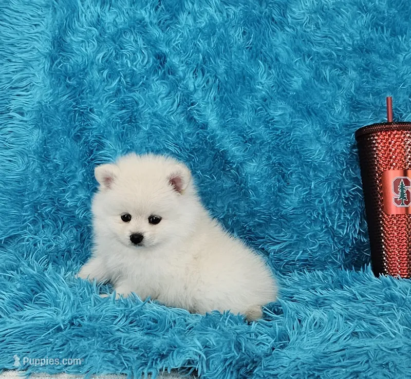 Marcus/AKC – Pomeranian puppy for sale in Vancouver, WA