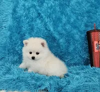 Marcus/AKC, a male Pomeranian for sale in Vancouver, WA – 1 of 6