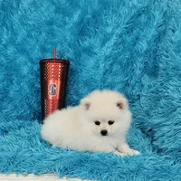 Marcus/AKC, a male Pomeranian for sale in Vancouver, WA – 6 of 6
