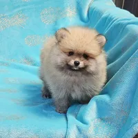 Teddy  AKC , a male Pomeranian for sale in Vancouver, WA – 3 of 8