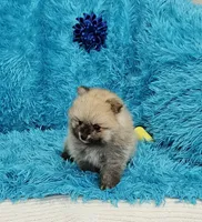 Eddie , a male Pomeranian for sale in Vancouver, WA – 2 of 7