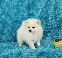 Jack, a male Pomeranian for sale in Vancouver, WA – 5 of 6