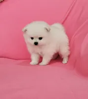Brie AKC, a female Pomeranian for sale in Vancouver, WA – 6 of 6