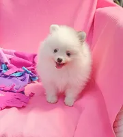  Maya AKC / small size , a female Pomeranian for sale in Vancouver, WA – 4 of 7