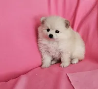 Stella , a female Pomeranian for sale in Vancouver, WA – 3 of 3