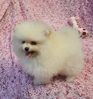  AKC / Melony , a female Pomeranian for sale in Vancouver, WA – 4 of 10