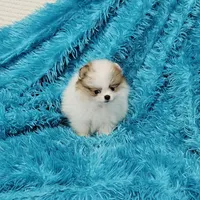Aaron AKC, a male Pomeranian for sale in Vancouver, WA – Photo 4 of 6