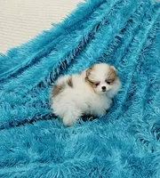 Aaron AKC, a male Pomeranian for sale in Vancouver, WA – Photo 6 of 6