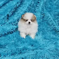 Aaron AKC, a male Pomeranian for sale in Vancouver, WA – Photo 5 of 6