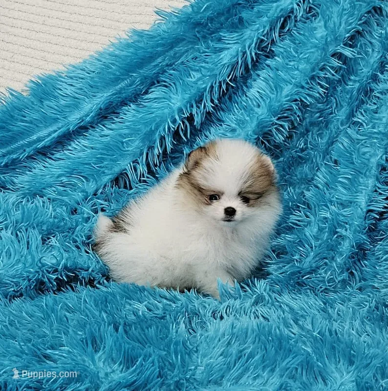 Aaron AKC – Pomeranian puppy for sale in Vancouver, WA
