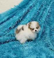 Aaron AKC, a male Pomeranian for sale in Vancouver, WA – Photo 2 of 6