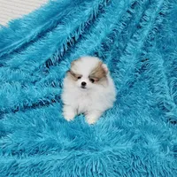 Aaron AKC, a male Pomeranian for sale in Vancouver, WA – Photo 3 of 6