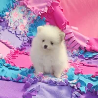  Maya AKC / small size , a female Pomeranian for sale in Vancouver, WA – 6 of 7