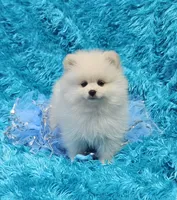 Pete , a male Pomeranian for sale in Vancouver, WA – 3 of 8