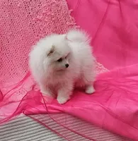Brie , a female Pomeranian for sale in Vancouver, WA – 4 of 7