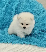 Pet, a male Pomeranian for sale in Vancouver, WA – 4 of 7
