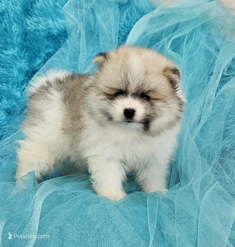Archy AKC – Pomeranian puppy for sale in Vancouver, WA