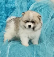 Archy AKC, a male Pomeranian for sale in Vancouver, WA – Photo 1 of 8