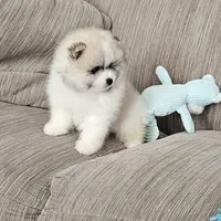 Archy AKC, a male Pomeranian for sale in Vancouver, WA – Photo 4 of 8