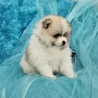 Archy AKC, a male Pomeranian for sale in Vancouver, WA – Photo 5 of 8