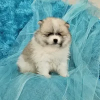 Archy AKC, a male Pomeranian for sale in Vancouver, WA – Photo 7 of 8