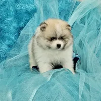 Archy AKC, a male Pomeranian for sale in Vancouver, WA – Photo 6 of 8