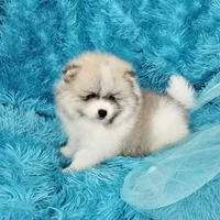 Archy AKC, a male Pomeranian for sale in Vancouver, WA – Photo 2 of 8