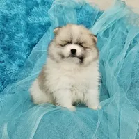 Archy AKC, a male Pomeranian for sale in Vancouver, WA – Photo 8 of 8