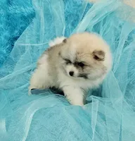 Archy AKC, a male Pomeranian for sale in Vancouver, WA – Photo 3 of 8